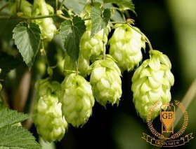 Dry Hopping