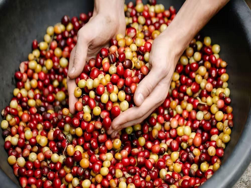 Innovative Cold Fermentation for Coffee: Custom-Designed Processing Solutions