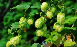 What should be added during wort boiling?